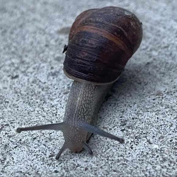 Meet your Posher, Amia - Picture 1 of 1